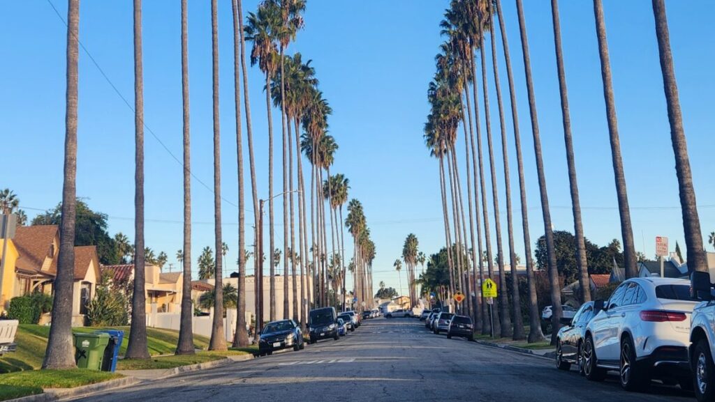 street trees
